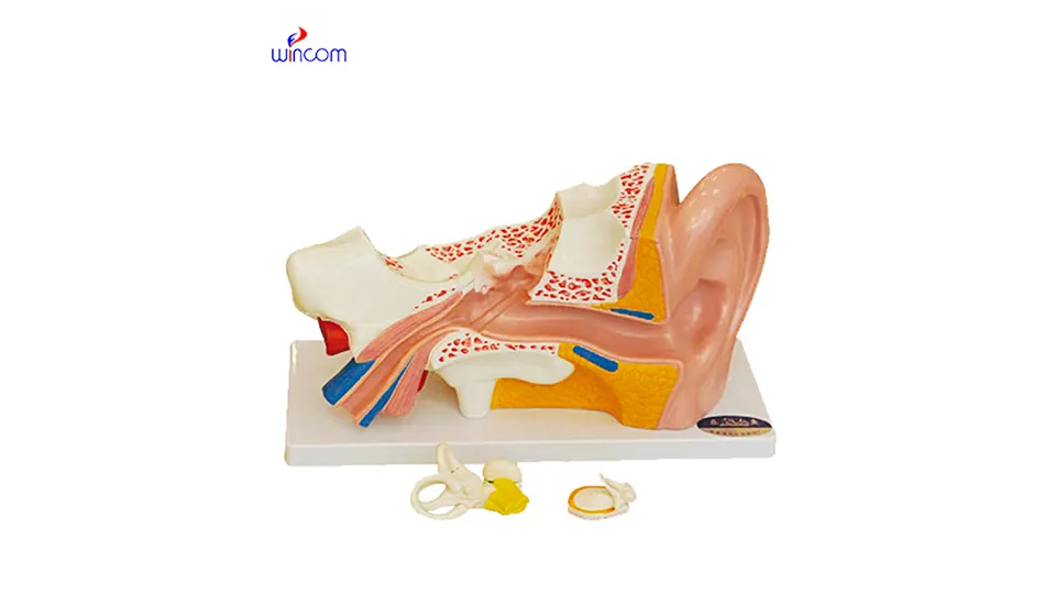 medische driedimensionale modellen